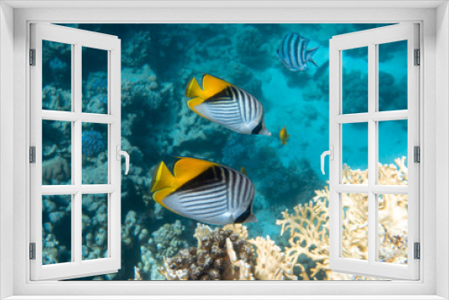 Fototapeta Naklejka Na Ścianę Okno 3D - Butterfly Fish Near Coral Reef In The Ocean. Threadfin Butterflyfish With Black, Yellow And White Stripes. Colorful Tropical Fish In The Red Sea, Egypt. Blue Turquoise Water, Underwater Diversity.
