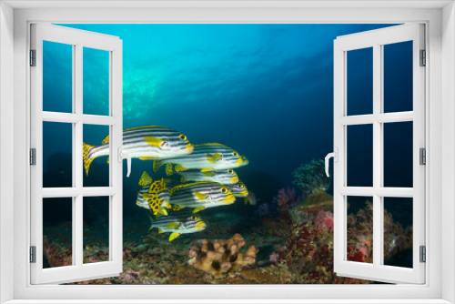 Fototapeta Naklejka Na Ścianę Okno 3D - Underwater coral reef and Oriental Sweetlips fish school 