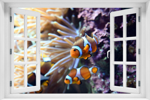 Fototapeta Naklejka Na Ścianę Okno 3D - イソギンチャクと一緒に生活する可愛いカクレクマノミ達（日本の東京池袋サンシャイン水族館）