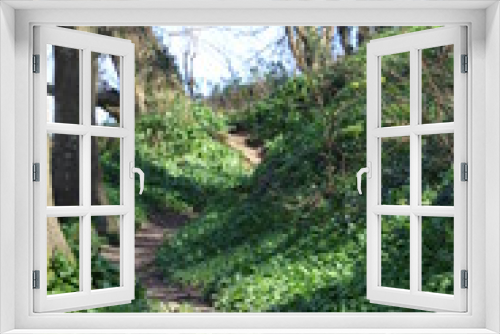 Fototapeta Naklejka Na Ścianę Okno 3D - Woodland Path 