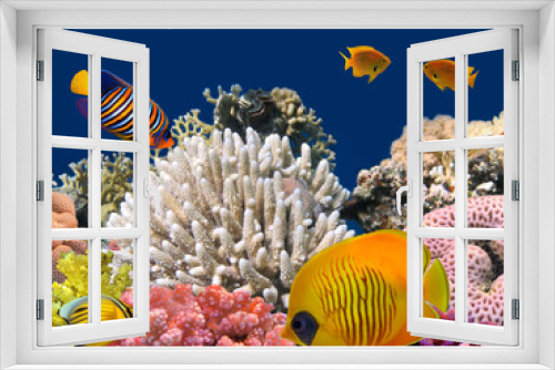 Fototapeta Naklejka Na Ścianę Okno 3D - Underwater life of a hard-coral reef, Red Sea, Egypt