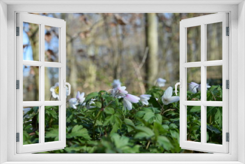 Fototapeta Naklejka Na Ścianę Okno 3D - Blumen im Wald