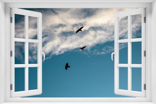 Fototapeta Naklejka Na Ścianę Okno 3D - Birds in the sky