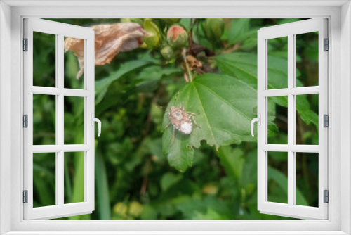 Fototapeta Naklejka Na Ścianę Okno 3D - bug on a leaf of a plant. Smelly bug of gray-brown color.
