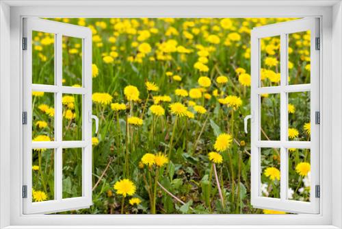 Fototapeta Naklejka Na Ścianę Okno 3D - beautiful yellow dandelions