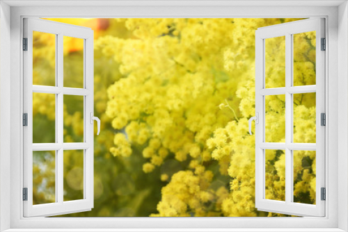 Fototapeta Naklejka Na Ścianę Okno 3D - Spring background with Mimosa Blossom