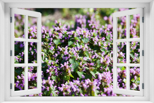 Fototapeta Naklejka Na Ścianę Okno 3D - wild flowers