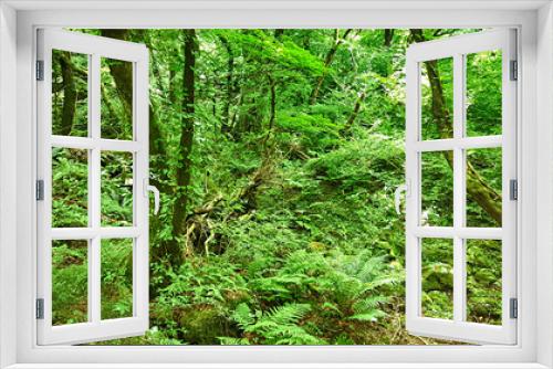 Fototapeta Naklejka Na Ścianę Okno 3D - 숲 나무 나뭇잎