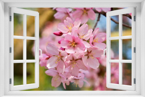Fototapeta Naklejka Na Ścianę Okno 3D - Blooming Japanese cherry tree full of white and pink blossoms
