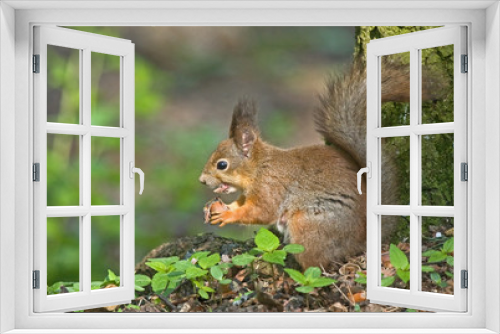 Fototapeta Naklejka Na Ścianę Okno 3D - Eurasian red squirrel (Sciurus vulgaris).