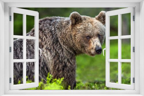 Fototapeta Naklejka Na Ścianę Okno 3D - Brown bear in the summer forest. Front view. Scientific name: Ursus arctos. Natural habitat.