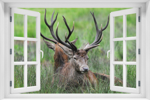 Fototapeta Naklejka Na Ścianę Okno 3D - Red deer (Cervus elaphus) in autumn