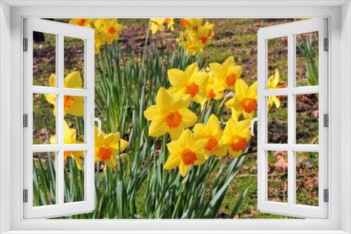 Fototapeta Naklejka Na Ścianę Okno 3D - Colourful daffodils in the park.