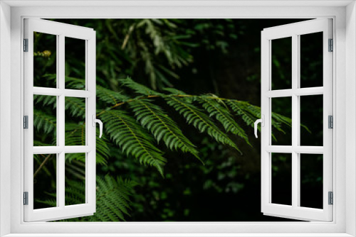 Fototapeta Naklejka Na Ścianę Okno 3D - Farn Blätter im Wald