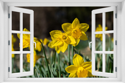 Fototapeta Naklejka Na Ścianę Okno 3D - Beautiful yellow daffodils. Spring flowers