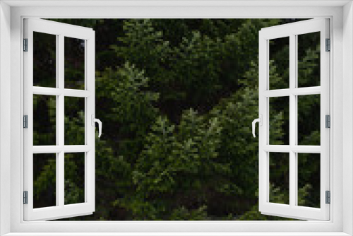 Fototapeta Naklejka Na Ścianę Okno 3D - Spruce and fir branches