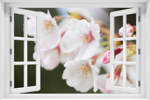 Fototapeta Naklejka Na Ścianę Okno 3D - 綺麗な春の満開の桜の花