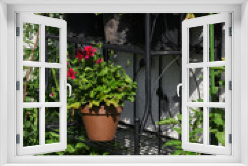 Fototapeta Naklejka Na Ścianę Okno 3D - Beautiful green wall with lots of different hanging plants and other flowering plants as fuchsias, pelargonium and busy lizzywith shabby chic decoration in a secluded garden Patio in the sunshine