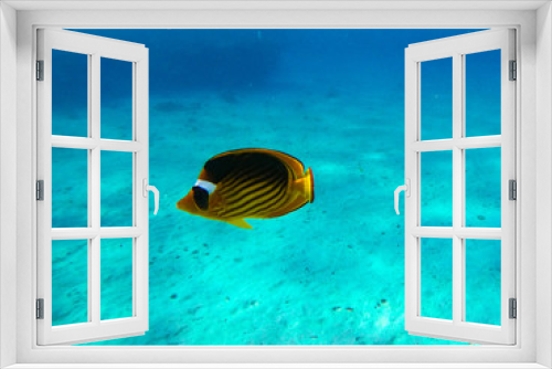 Fototapeta Naklejka Na Ścianę Okno 3D - underwater background and free space for your decoration. 