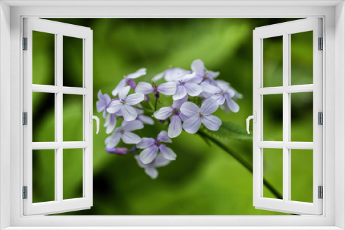 Fototapeta Naklejka Na Ścianę Okno 3D - Lunaria Rediviva Perennial Honesty Flowers