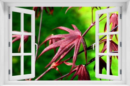 Fototapeta Naklejka Na Ścianę Okno 3D - Closeup of the red leaves of a Japanese acer palmatum