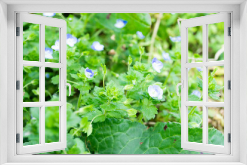 Fototapeta Naklejka Na Ścianę Okno 3D - 青と白のコントラストが綺麗な小さな花