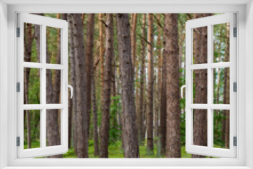 Fototapeta Naklejka Na Ścianę Okno 3D - Dicht stehende Baumstämme