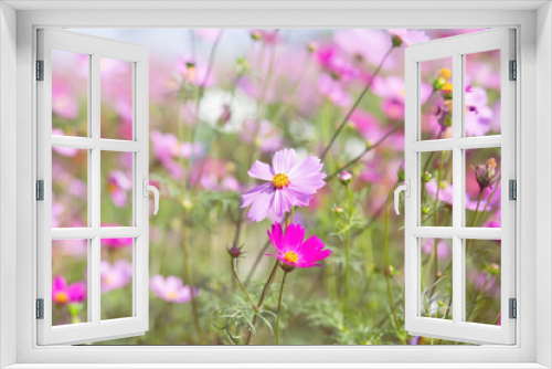 Fototapeta Naklejka Na Ścianę Okno 3D - Pink and red cosmos flowers garden and soft focus