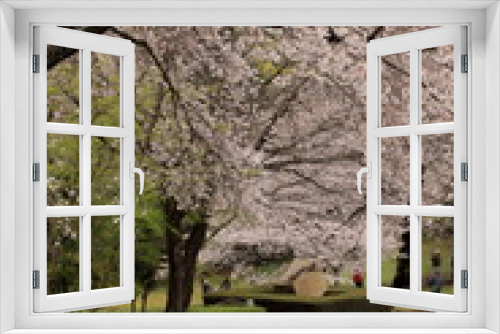 Fototapeta Naklejka Na Ścianę Okno 3D - Cherry blossoms bloom in spring