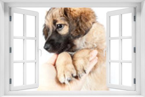 Fototapeta Naklejka Na Ścianę Okno 3D - puppy of a golden retriever (shepherd)