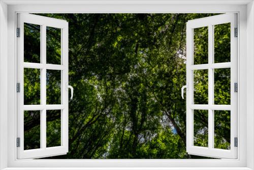 Fototapeta Naklejka Na Ścianę Okno 3D - Tree tops of dense forest