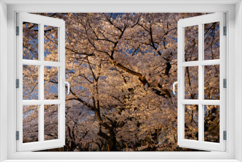 Fototapeta Naklejka Na Ścianę Okno 3D - Forest of Sakura Japanese flowering Cherry trees with hanami crowd on High Park Hillside Toronto