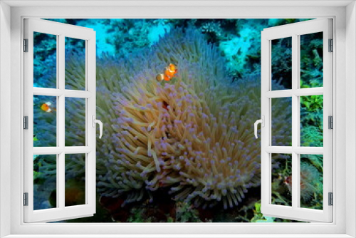 Fototapeta Naklejka Na Ścianę Okno 3D - The amazing and mysterious underwater world of Indonesia, North Sulawesi, Manado, sea anemone