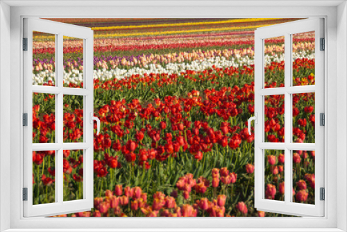 Fototapeta Naklejka Na Ścianę Okno 3D - Field of Tulips