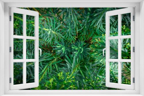 Fototapeta Naklejka Na Ścianę Okno 3D - au milieu de plantes vertes grimpantes, euphorbe