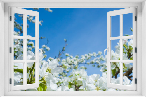 Fototapeta Naklejka Na Ścianę Okno 3D - Tree branches with white flowers on a background of blue sky. Flowering branches of apple trees. Blooming gardens, warm spring day. Space for text. Selective focus