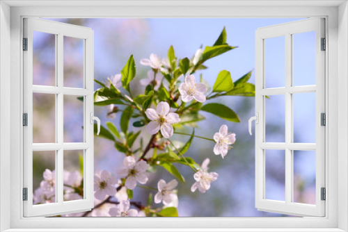 Fototapeta Naklejka Na Ścianę Okno 3D - flowering fruit trees, spring, flowers of apple and cherry, botanical garden