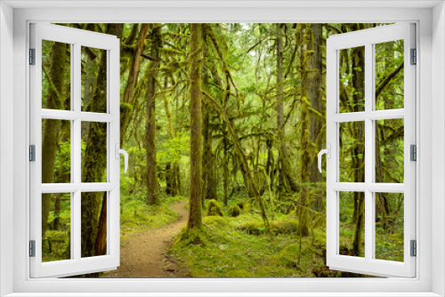 Fototapeta Naklejka Na Ścianę Okno 3D - Rainforest along the Mckenzie River Trail, Oregon