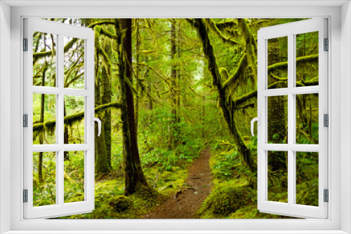 Fototapeta Naklejka Na Ścianę Okno 3D - Old Growth Rainforest, Oregon
