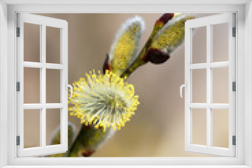 Fototapeta Naklejka Na Ścianę Okno 3D - Pussy willow flowers on the branch, blooming verba in spring forest, vertical shot. Palm Sunday symbol, yellow catkins in sunny day