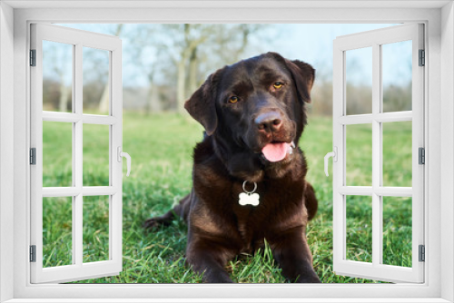 Fototapeta Naklejka Na Ścianę Okno 3D - Portrait of chocolate Labrador laying over green grass background