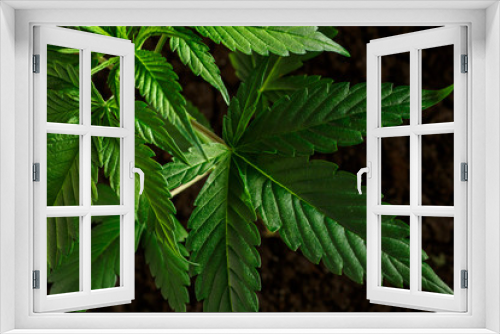 Fototapeta Naklejka Na Ścianę Okno 3D -  Close-up young hemp. Cannabis is a standoff between a drug and a medicine.growing organic cannabis background herb on the farm