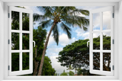Fototapeta Naklejka Na Ścianę Okno 3D - palm trees on the beach in Hawaii