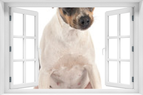 Fototapeta Naklejka Na Ścianę Okno 3D - brazilian terrier in studio