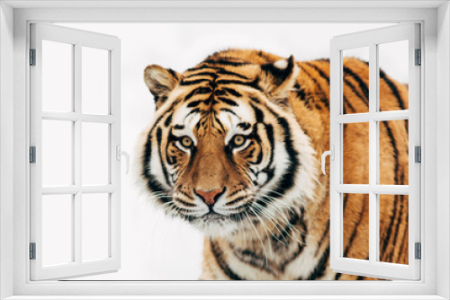 Fototapeta Naklejka Na Ścianę Okno 3D - Close-up portrait of a beautiful tiger isolated on a white background.