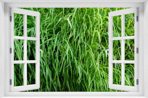 Fototapeta Naklejka Na Ścianę Okno 3D - Close up of green grass background, lush vegetation wall