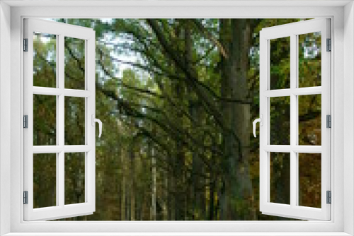 Fototapeta Naklejka Na Ścianę Okno 3D - stara droga przez las
