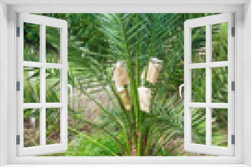 Fototapeta Naklejka Na Ścianę Okno 3D - Soft fruits of phoenix dactylifera palm tree, date palm