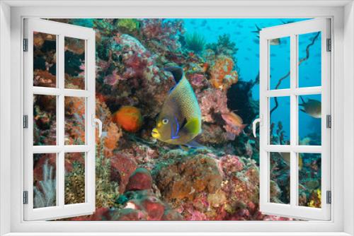 Fototapeta Naklejka Na Ścianę Okno 3D - Angel reef