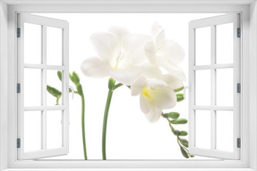 Fototapeta Naklejka Na Ścianę Okno 3D - 白いフリージア
